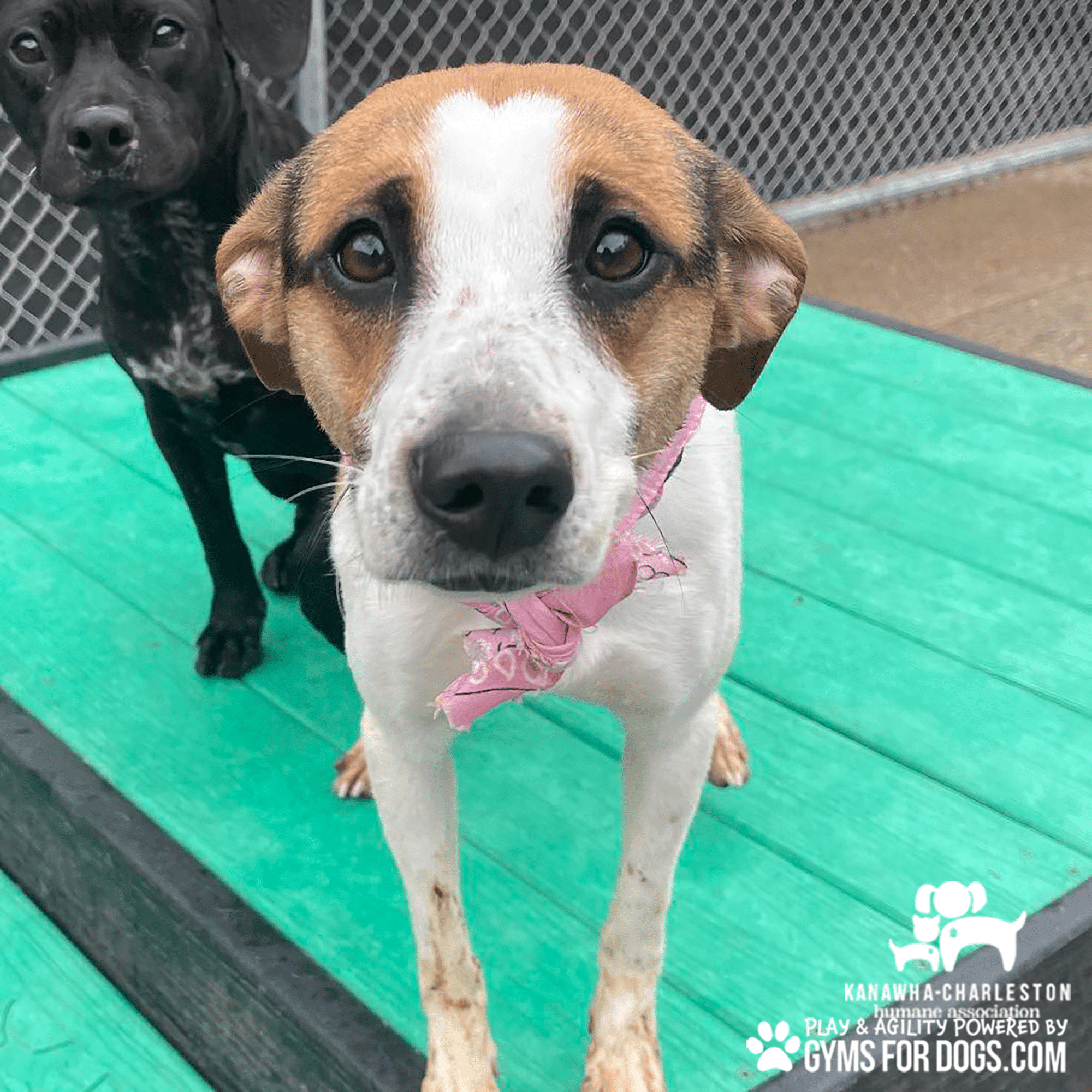 KanawhaCharlestion GymsForDogs ShelterStrong BridgeClimb10