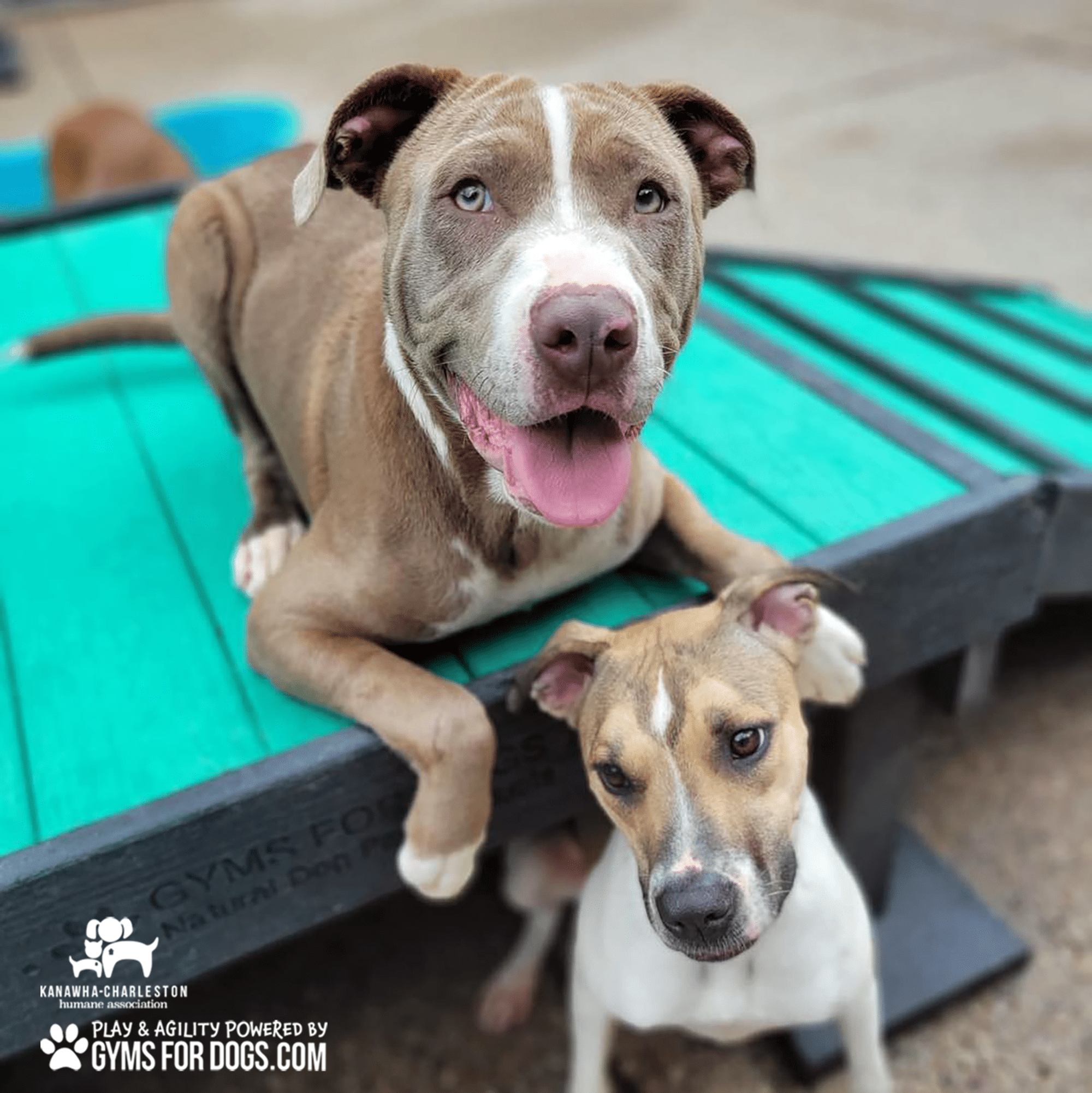 KanawhaCharlestion GymsForDogs ShelterStrong BridgeClimb12