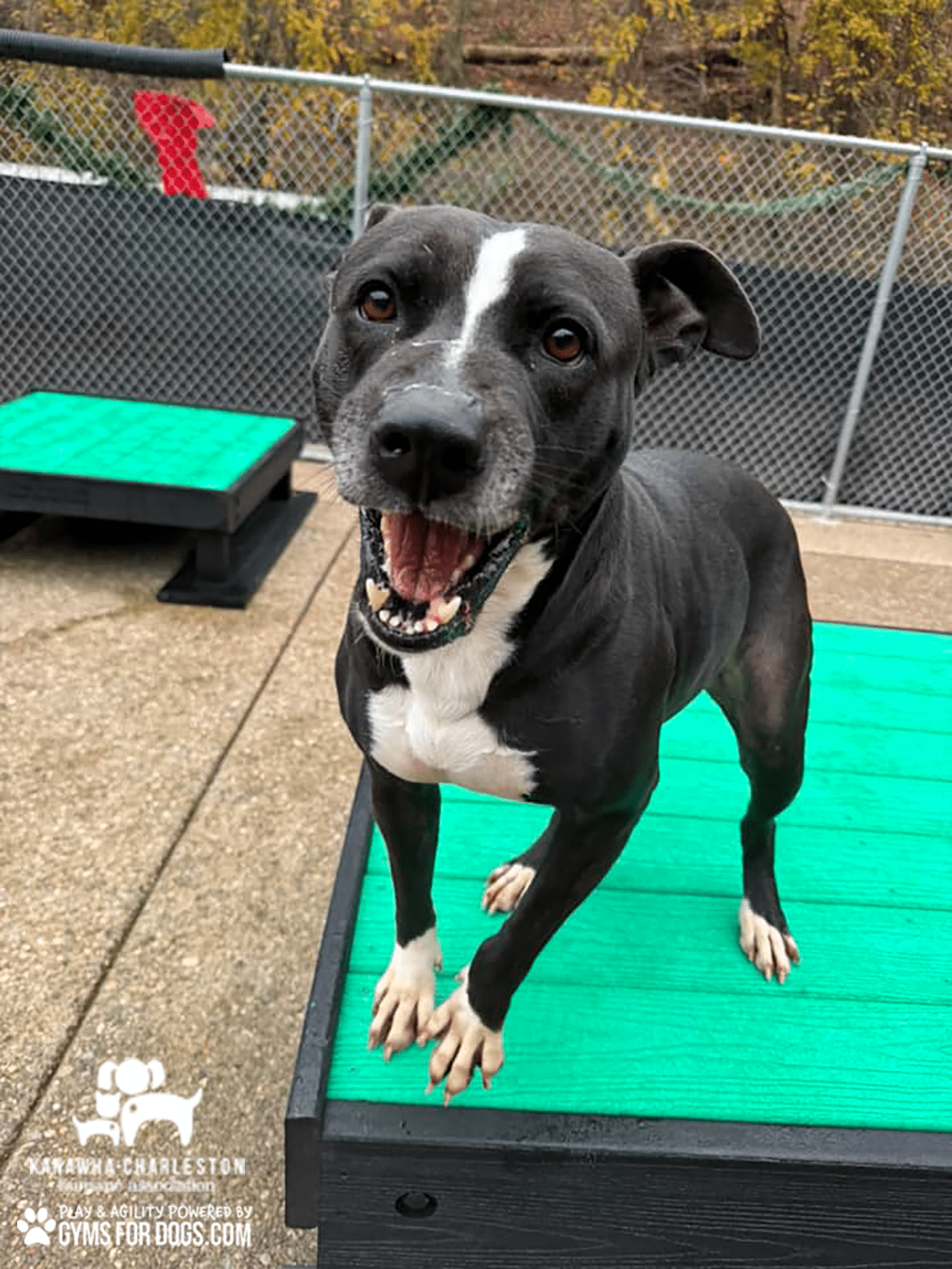 KanawhaCharlestion GymsForDogs ShelterStrong BridgeClimb2