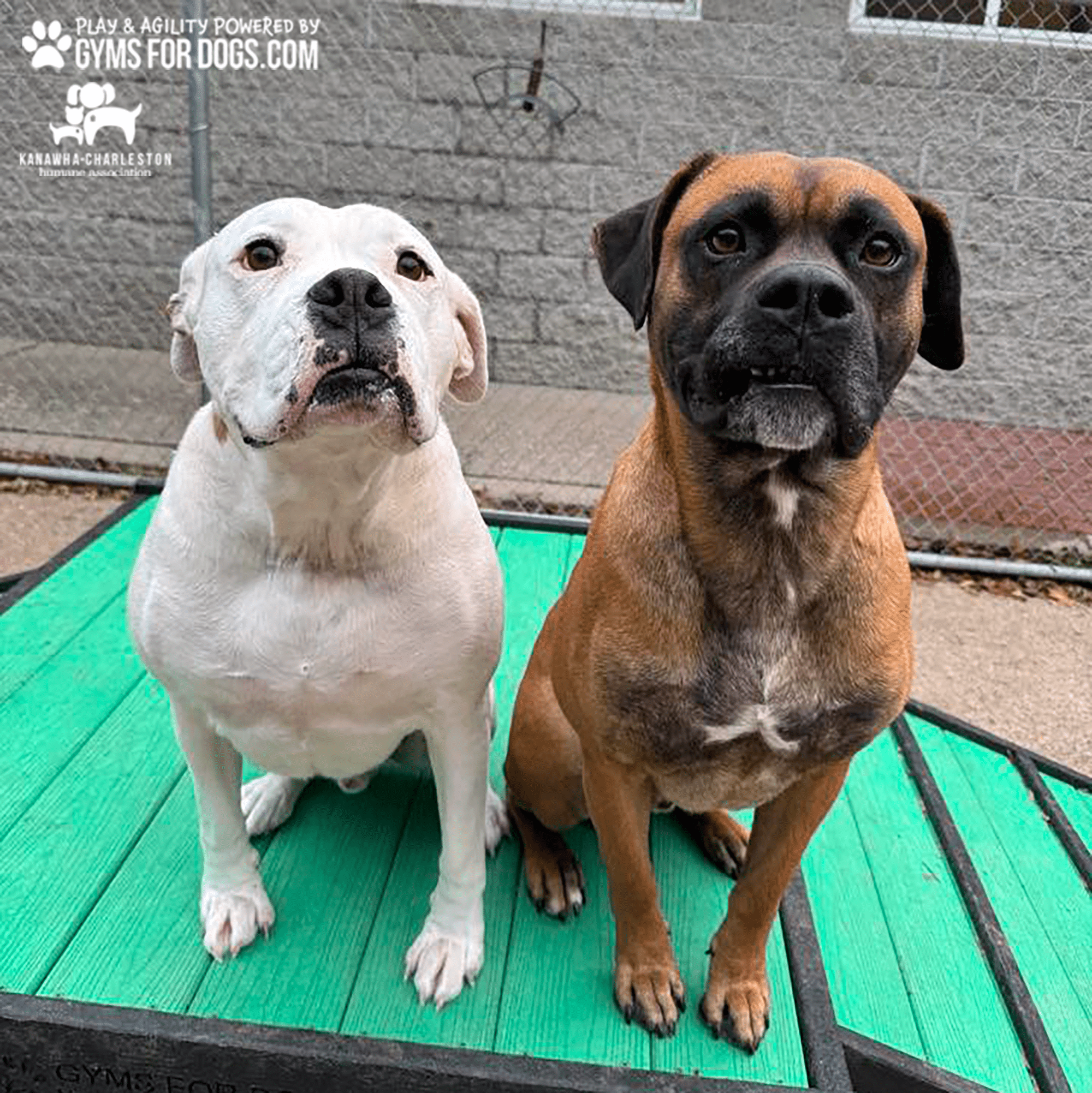 KanawhaCharlestion GymsForDogs ShelterStrong BridgeClimb3