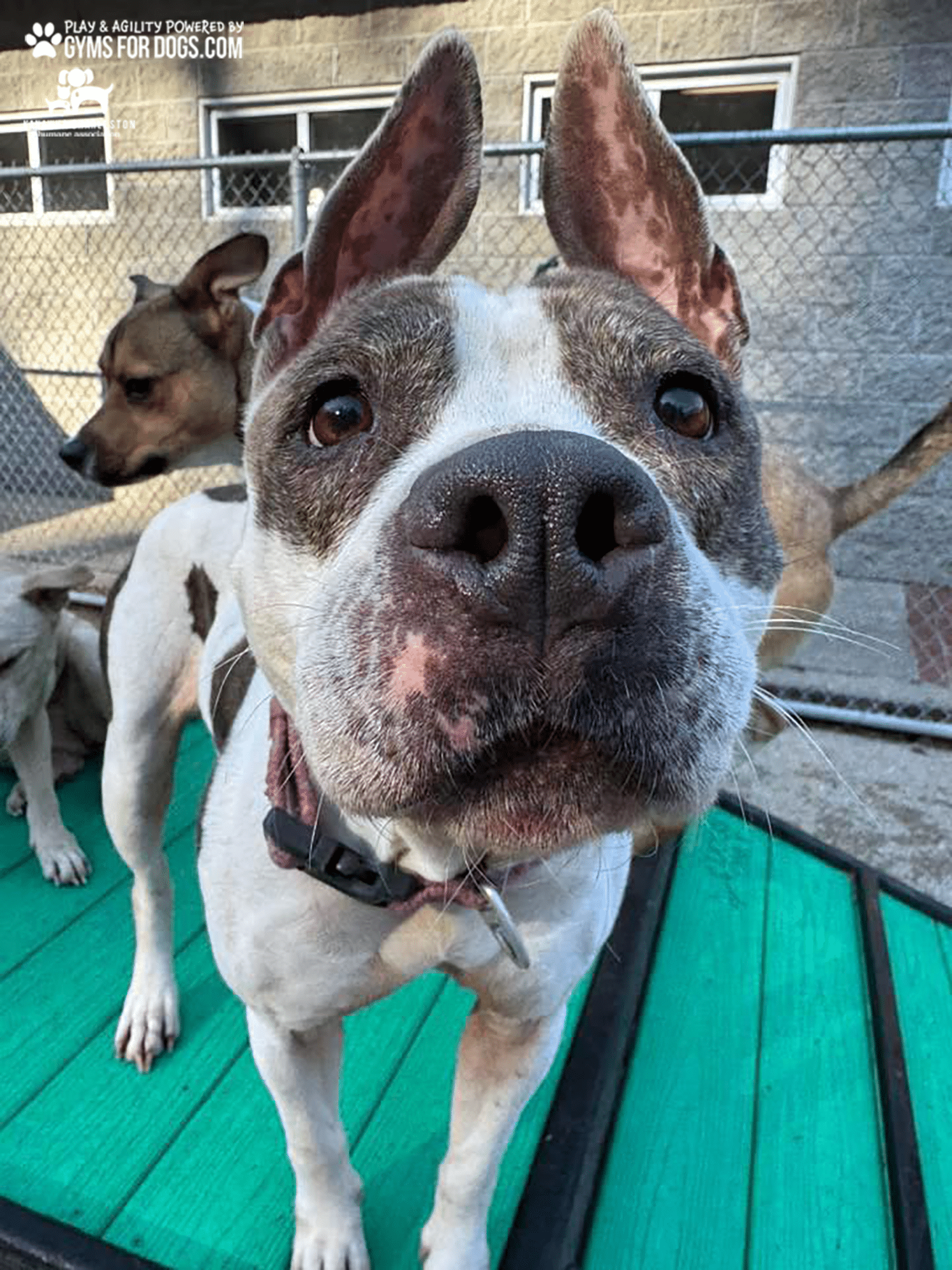 KanawhaCharlestion GymsForDogs ShelterStrong BridgeClimb8