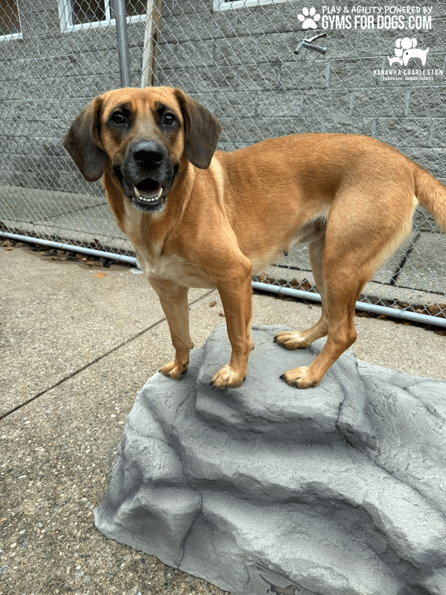 KanawhaCharlestion GymsForDogs ShelterStrong ClimbingBoulder