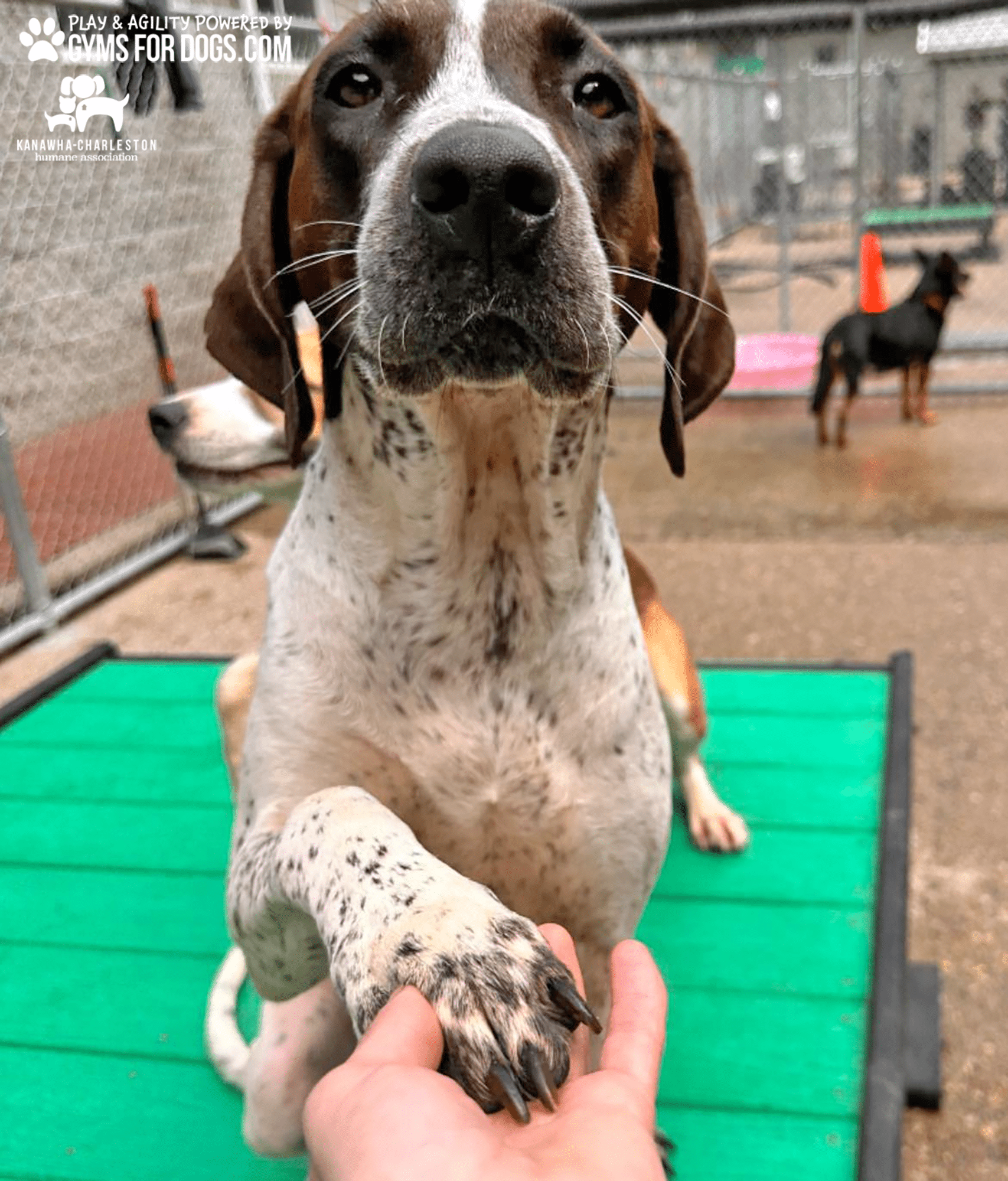 KanawhaCharlestion GymsForDogs ShelterStrong TrainingPlatform