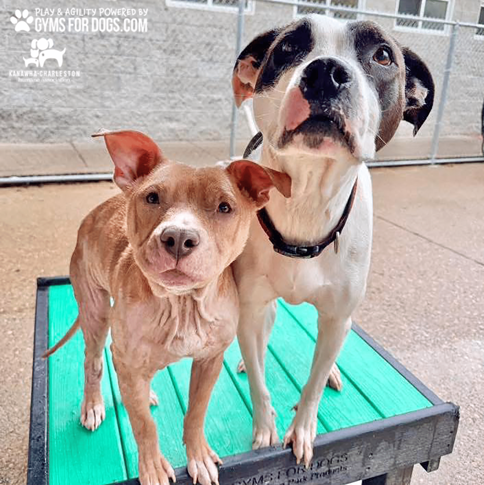 KanawhaCharlestion GymsForDogs ShelterStrong TrainingPlatform11