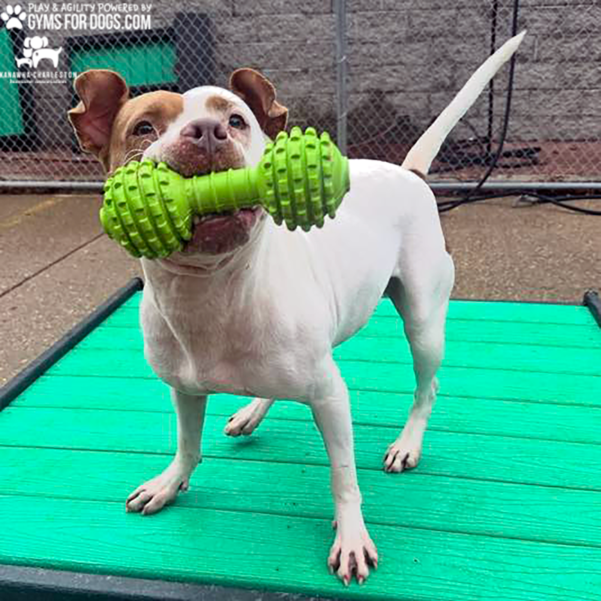 KanawhaCharlestion GymsForDogs ShelterStrong TrainingPlatform12