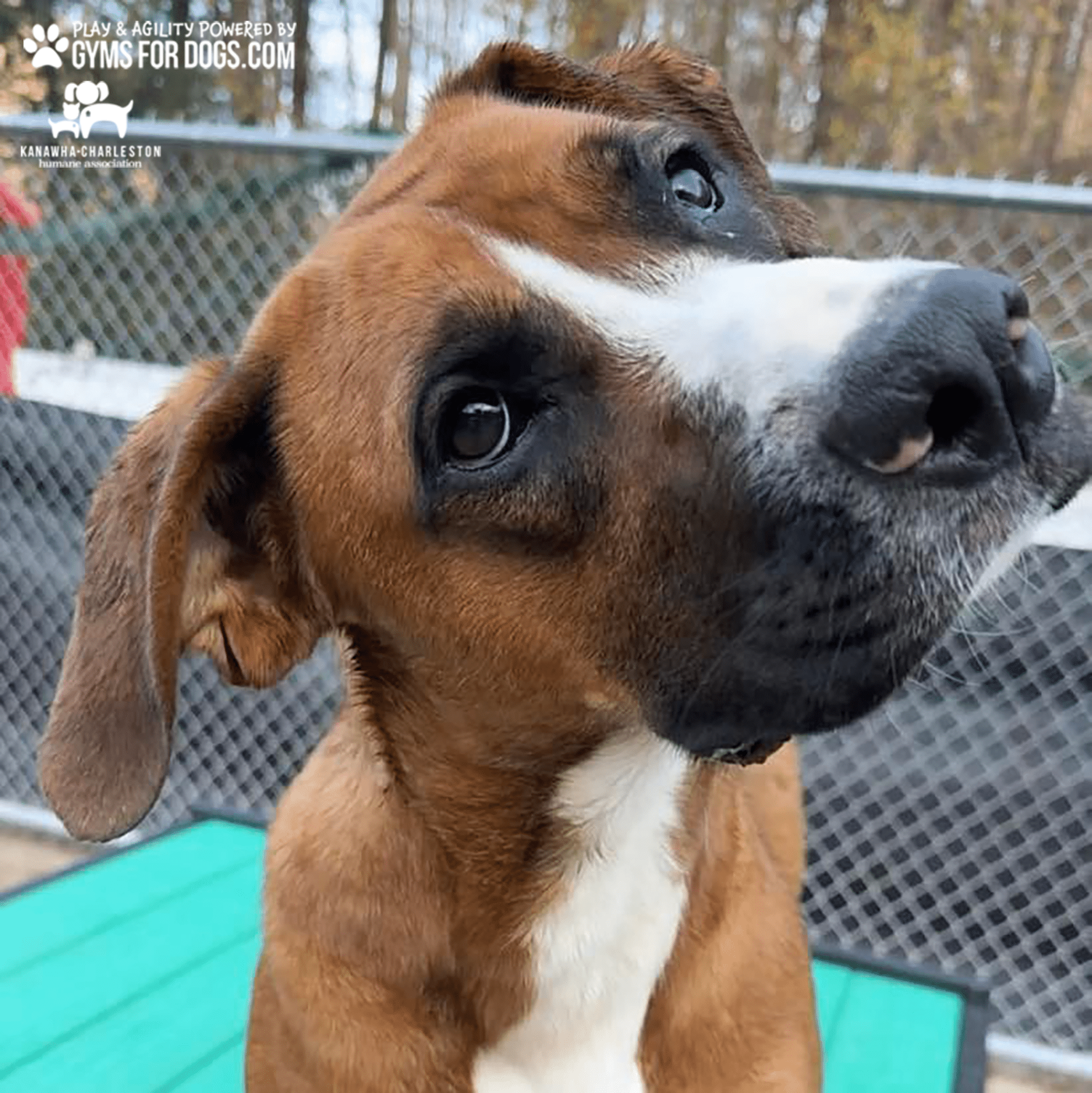 KanawhaCharlestion GymsForDogs ShelterStrong TrainingPlatform2