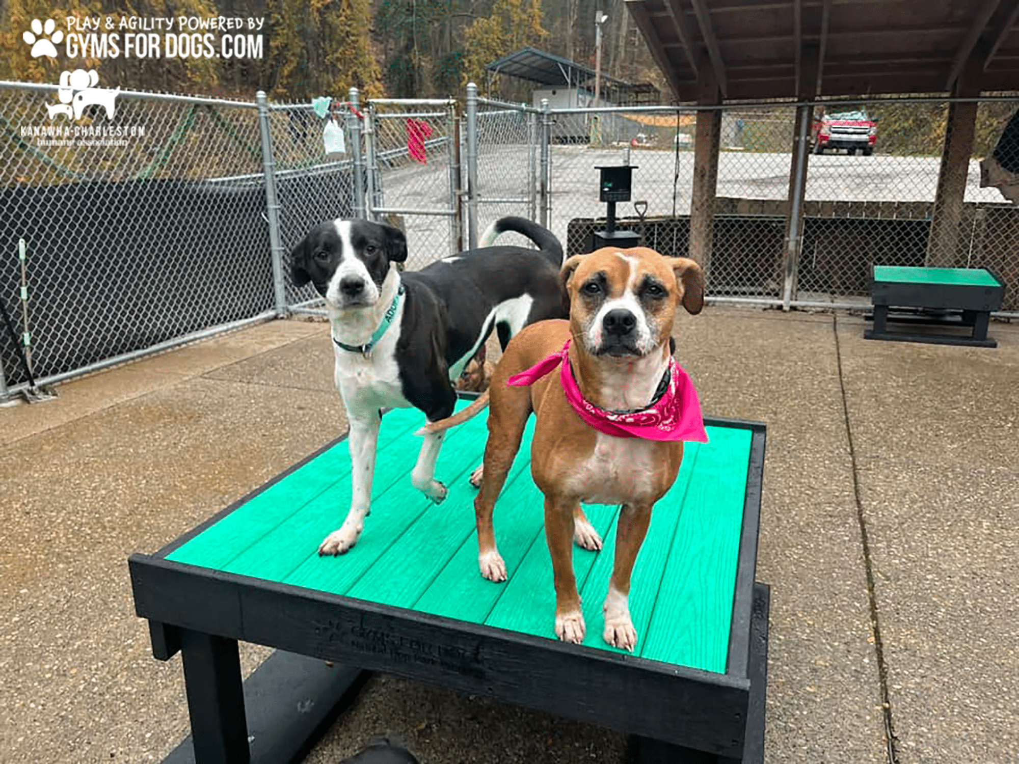 KanawhaCharlestion GymsForDogs ShelterStrong TrainingPlatform3