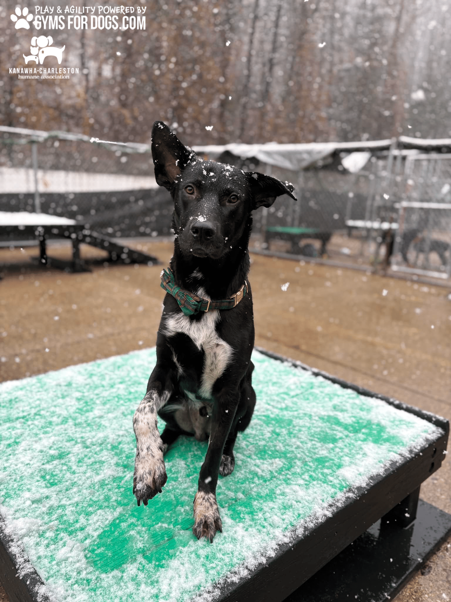 KanawhaCharlestion GymsForDogs ShelterStrong TrainingPlatform4