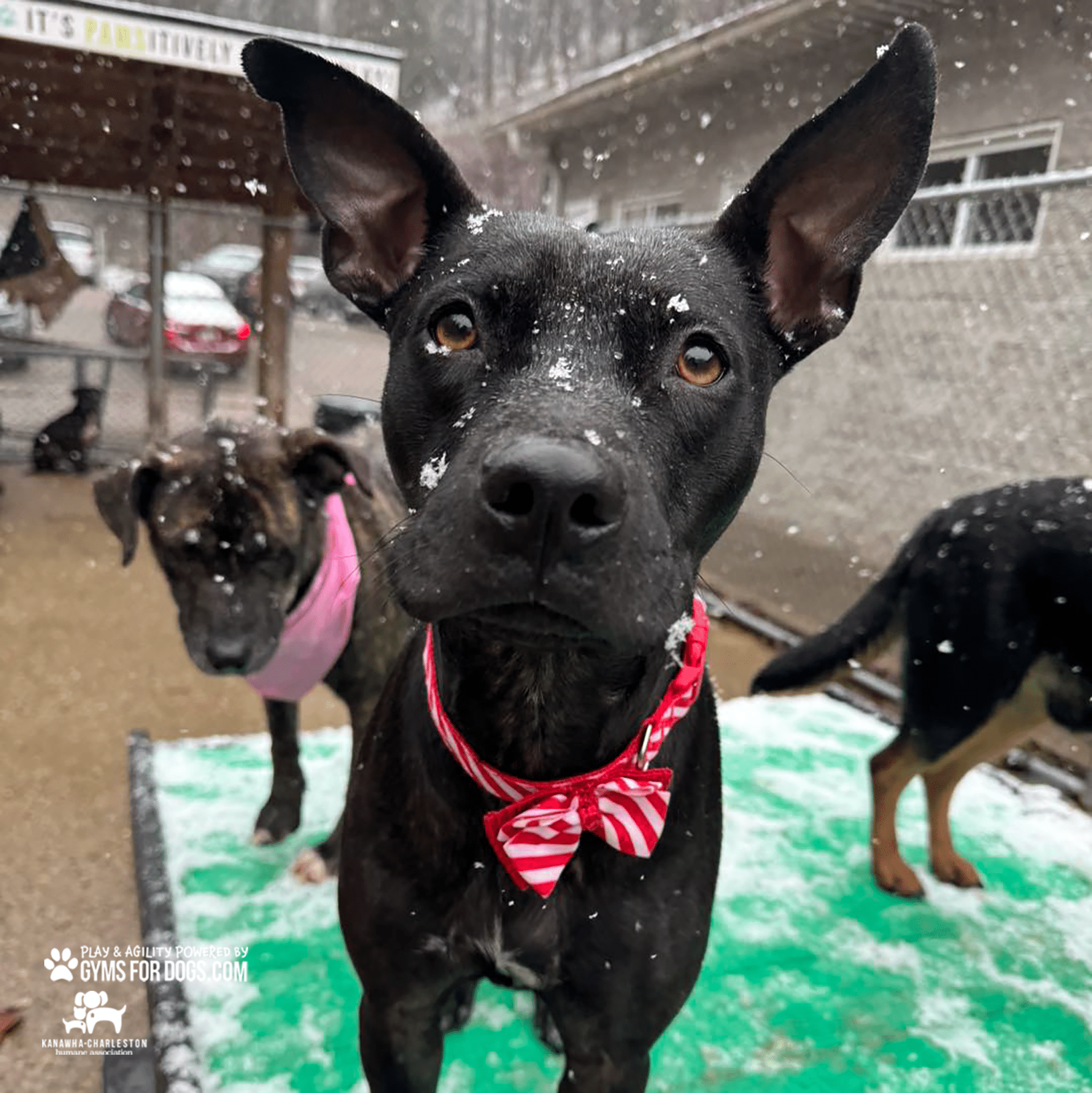 KanawhaCharlestion GymsForDogs ShelterStrong TrainingPlatform5