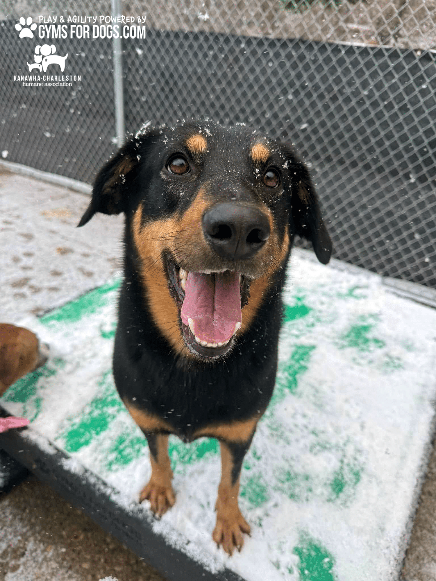 KanawhaCharlestion GymsForDogs ShelterStrong TrainingPlatform8