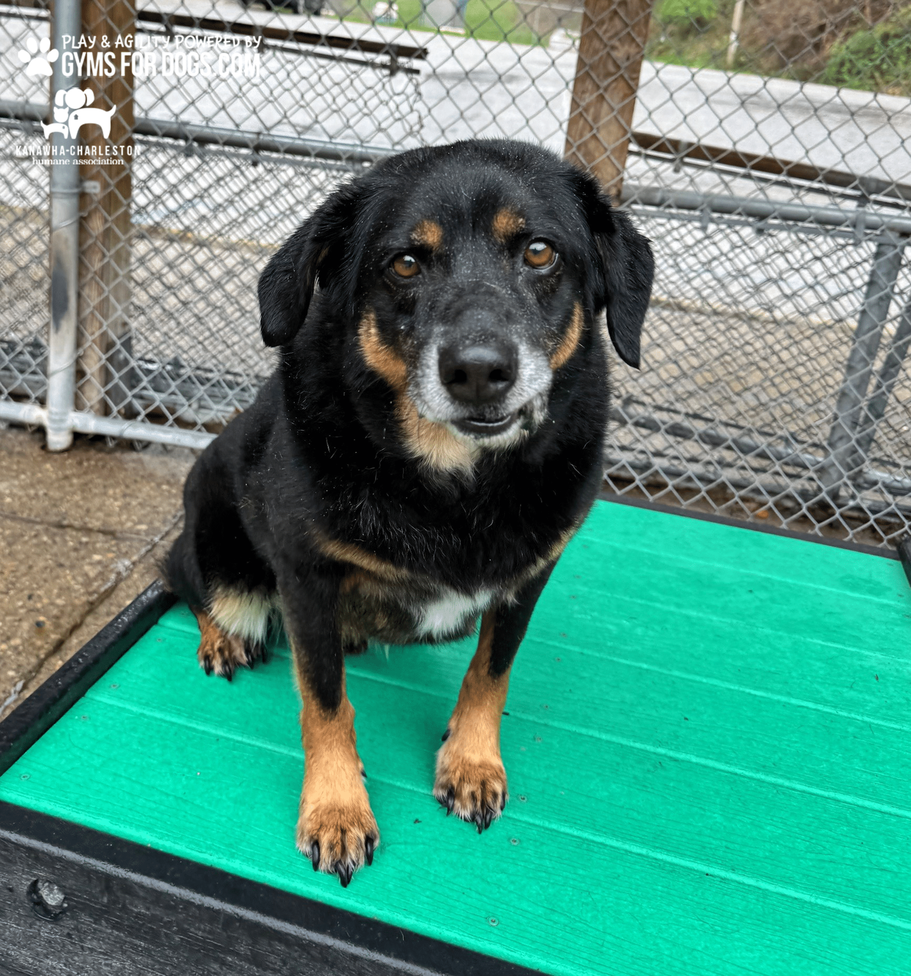 KanawhaCharlestion GymsForDogs ShelterStrong TrainingPlatform9