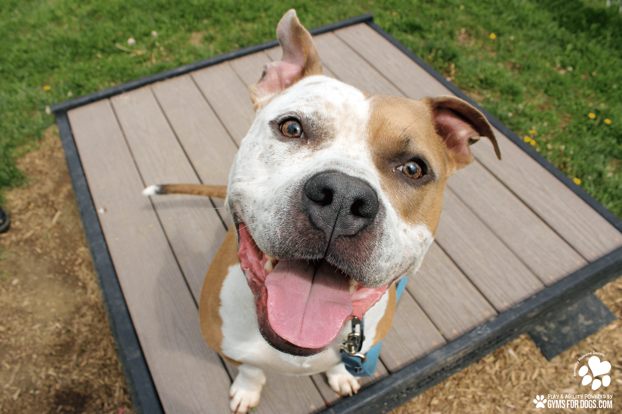 KentuckyHumaneSociety GymsForDogs ShelterStrong TrainingPlatform2