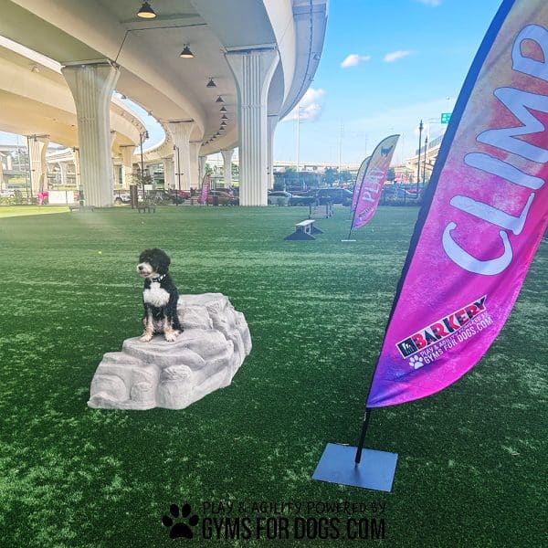 LuxuryClimbingBoulder Dog