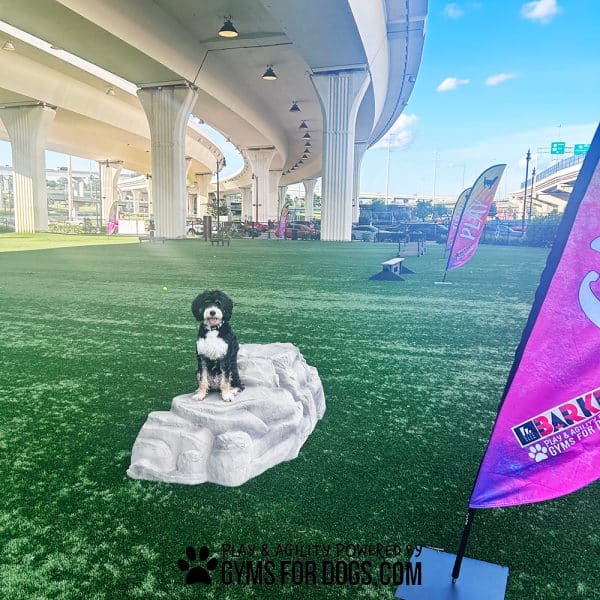 LuxuryClimbingBoulder Dog2