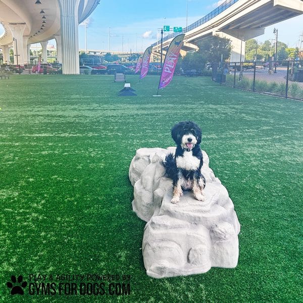 LuxuryClimbingBoulder Dog3