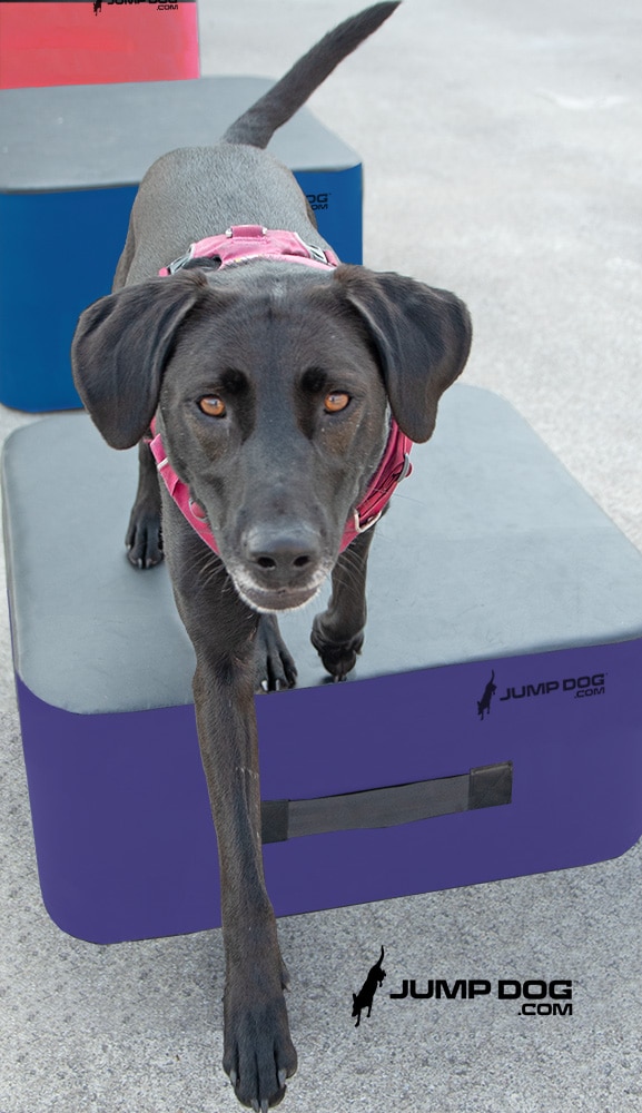 MaggieJumpDogBoxes