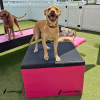 YuppyPuppy 24H2
