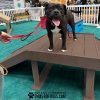 InteractiveAnimalSeries BridgeClimb GymsForDogs 2 InteractiveAnimalSeries BridgeClimb GymsForDogs 2