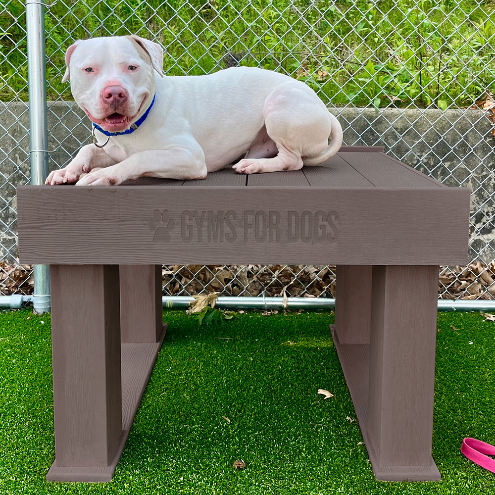 InteractiveAnimalSeries TrainingPlatform GymsForDogs HOME