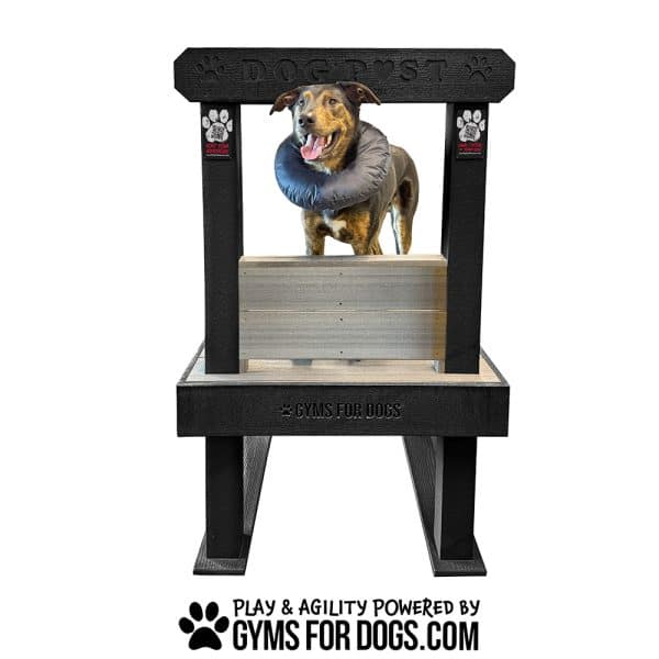 TheDogPost KissingBooth RPW Newton